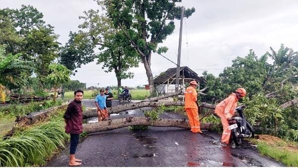 Mitigasi Bencana Lumajang: Edukasi Lingkungan dan Penanganan Pohon Tumbang Terpadu
