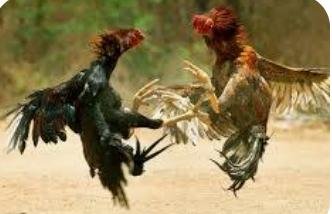 Kerumunan Misterius di Jatilengger Diduga Sabung Ayam, Warga Mulai Resah