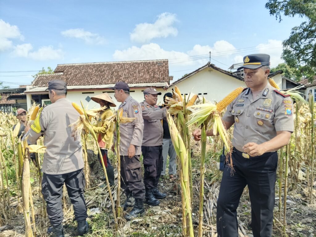 Langkah Nyata Asta Cita: Polsek Jatiroto Panen 6 Kwintal Jagung di Lahan Mako