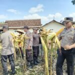 Langkah Nyata Asta Cita: Polsek Jatiroto Panen 6 Kwintal Jagung di Lahan Mako