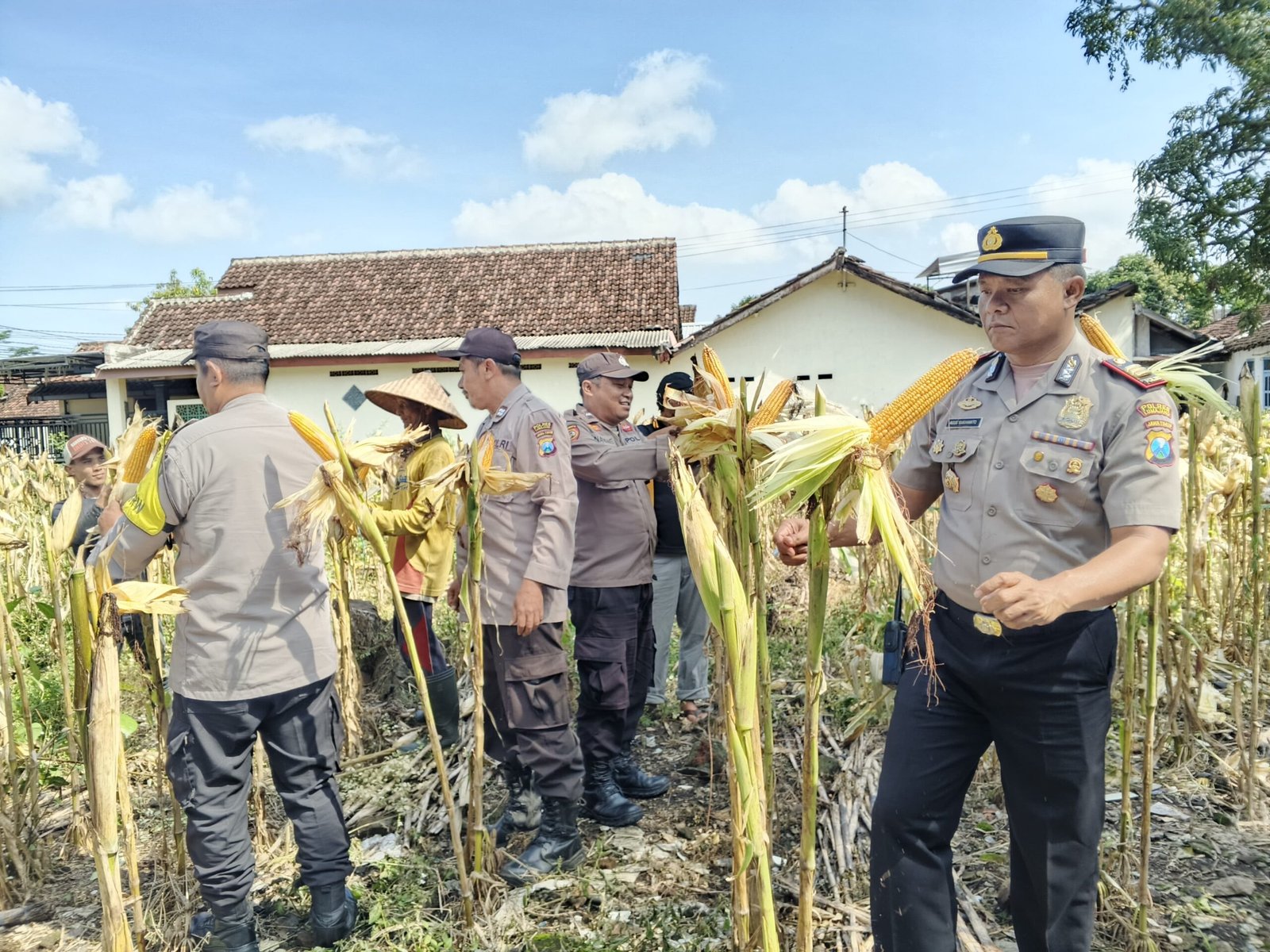 Langkah Nyata Asta Cita: Polsek Jatiroto Panen 6 Kwintal Jagung di Lahan Mako