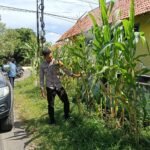 Dukung Asta Cita Presiden, Polsek Randuagung Sukses Kawal Ketahanan Pangan Jagung di Ranulogong