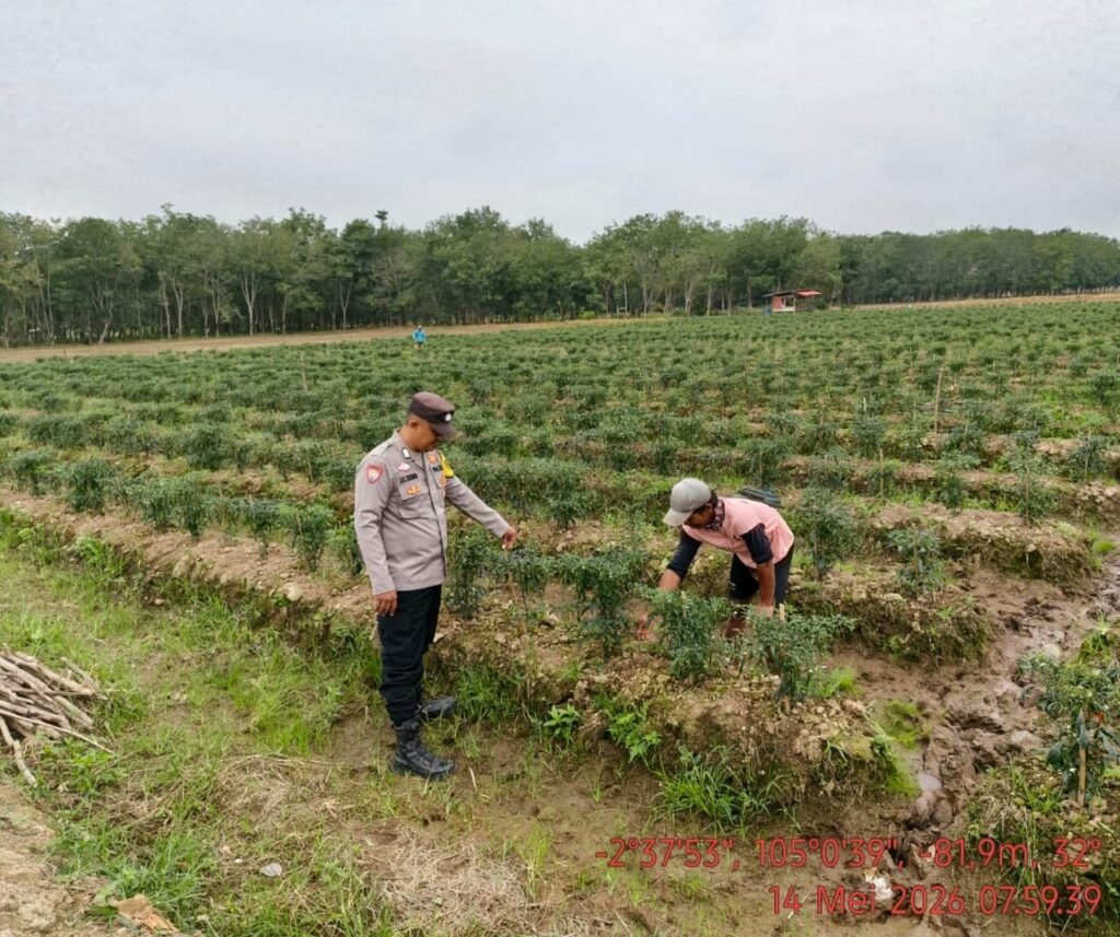 Dukung Swasembada Pangan, Bhabinkamtibmas Polsek Makarti Jaya Ajak Warga Tanam Cabai di Lahan 70 Meter