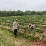 Dukung Swasembada Pangan, Bhabinkamtibmas Polsek Makarti Jaya Ajak Warga Tanam Cabai di Lahan 70 Meter