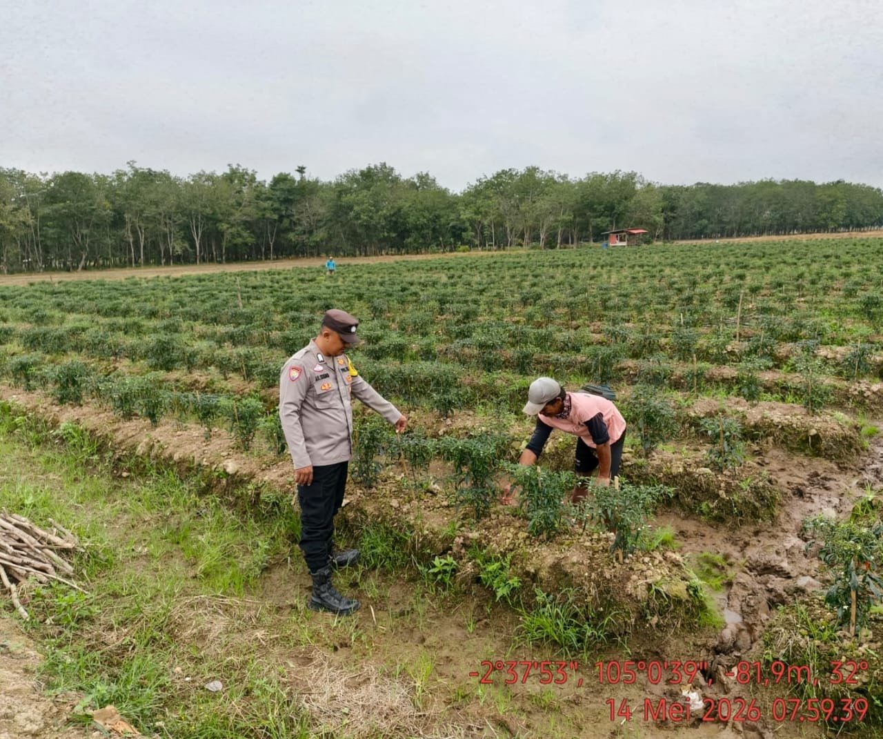 Dukung Swasembada Pangan, Bhabinkamtibmas Polsek Makarti Jaya Ajak Warga Tanam Cabai di Lahan 70 Meter