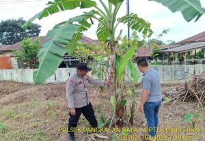 Dukung Swasembada Pangan, Bhabinkamtibmas Polsek Pangkalan Balai Gencarkan Program P2B di Mulya Agung

Humas Polres Banyuasin Polda Sumsel

Banyuasin – Dalam rangka mendukung program strategis Presiden RI di bidang swasembada pangan nasional, Bhabinkamtibmas Polsek Pangkalan Balai, Aiptu Lowis, melaksanakan kegiatan himbauan dan pemberdayaan masyarakat di Kelurahan Mulya Agung, Kecamatan Banyuasin III, Kabupaten Banyuasin, pada Sabtu (16/5/2026).

Kegiatan yang dimulai pukul 14.00 WIB hingga selesai ini difokuskan pada penggerakan masyarakat untuk melaksanakan Program Perkarangan Pangan Bergizi (P2B). Program ini bertujuan memanfaatkan lahan pekarangan rumah warga menjadi area produktif yang menghasilkan bahan pangan bergizi, sekaligus sebagai langkah konkret mendukung ketahanan pangan nasional.

Dalam kesempatan tersebut, Aiptu Lowis tidak hanya menyampaikan imbauan, tetapi juga secara aktif mengajak warga Kelurahan Mulya Agung untuk menanam sayuran, buah-buahan, serta tanaman obat keluarga (toga) di pekarangan masing-masing. Ia menjelaskan bahwa program P2B sejalan dengan upaya kepolisian dalam membangun kemandirian pangan dari tingkat rumah tangga.

"Lahan pekarangan yang selama ini mungkin kurang termanfaatkan, bisa kita sulap menjadi sumber pangan yang sehat dan bergizi. Ini juga bagian dari upaya kita bersama mendukung program swasembada pangan yang dicanangkan oleh Bapak Presiden," ujar Aiptu Lowis

Selain mengampanyekan program P2B, Bhabinkamtibmas juga menyampaikan imbauan penting terkait pencegahan kebakaran hutan dan lahan (karhutla). Mengingat wilayah Banyuasin memiliki potensi lahan gambut yang rawan terbakar, Aiptu Lowis mengingatkan warga agar tidak membuka lahan dengan cara membakar serta segera melaporkan jika melihat titik api di lingkungan sekitar.

situasi di Kelurahan Mulya Agung terpantau aman dan kondusif. Masyarakat menyambut positif himbauan yang disampaikan dan menunjukkan antusiasme untuk mulai mengelola pekarangan mereka.

"Kami berharap dengan kehadiran Bhabinkamtibmas di tengah-tengah warga, sinergi antara kepolisian dan masyarakat semakin kuat, terutama dalam mendukung program-program pemerintah yang bermanfaat langsung bagi kesejahteraan rakyat,"ujar aiptu lowis