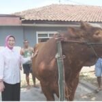 Sapi Kang Jo Terpilih Jadi Hewan Kurban Presiden, Angkat Potensi Peternak Lokal Lumajang