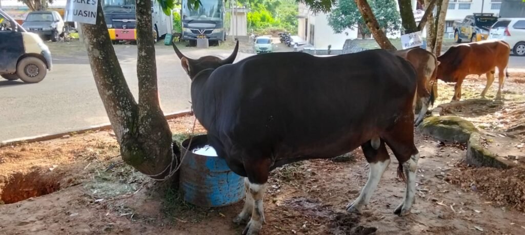      Kapolres Banyuasin, Salurkan Hewan Kurban Seberat 350 Kilogram di Hari Raya Idul Adha 1447 H / 2026 M   BANYUASIN – Dalam semangat berbagi, kepedulian, dan memperkuat nilai-nilai keagamaan serta kebersamaan, Kapolres ini memimpin pelaksanaan ibadah kurban di lingkungan Mapolres Banyuasin, Selasa (26/05/2026). Kegiatan ini dilaksanakan dalam rangka memperingati Hari Raya Idul Adha 1447 Hijriah.   Pada kesempatan tersebut, Kapolres menyalurkan hewan kurban berupa seekor sapi dengan berat mencapai 350 kilogram. Hewan kurban tersebut disembelih sesuai syariat Islam dan ketentuan yang berlaku, dengan melibatkan petugas yang berkompeten serta diawasi langsung oleh tim pengawas dari pihak terkait.   AKBP Risnan Aldino menyampaikan bahwa pelaksanaan kurban ini merupakan wujud nyata kepedulian institusi Polri, khususnya jajaran Polres Banyuasin, untuk terus mendekatkan diri kepada masyarakat dan berbagi kebahagiaan dengan mereka yang membutuhkan.   “Selain sebagai kewajiban ibadah bagi yang mampu, kegiatan kurban ini juga menjadi sarana mempererat persaudaraan antaranggota Polri dan juga hubungan yang harmonis antara Polri dengan masyarakat luas. Nilai pengorbanan dan kepedulian yang terkandung dalam Idul Adha menjadi landasan kami untuk terus berbakti dan hadir di tengah masyarakat,” ujar AKBP Risnan Aldino.   Daging hasil penyembelihan hewan kurban tersebut selanjutnya dibagikan kepada anggota keluarga besar Polres Banyuasin, personel yang bertugas, serta disalurkan kepada warga masyarakat di sekitar lingkungan Mapolres dan kelompok masyarakat kurang mampu yang ada di wilayah hukum Polres Banyuasin.   Kegiatan berlangsung dengan tertib, aman, dan penuh suasana kekeluargaan, serta tetap memperhatikan ketentuan kesehatan dan prosedur yang berlaku. Melalui kegiatan ini, diharapkan semangat berbagi, saling tolong-menolong, dan persatuan antarwarga masyarakat serta seluruh elemen bangsa di wilayah Banyuasin semakin kokoh dan terjaga.  Editor Nazarudin Mitra polres Banyuasin