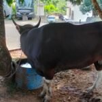      Kapolres Banyuasin, Salurkan Hewan Kurban Seberat 350 Kilogram di Hari Raya Idul Adha 1447 H / 2026 M   BANYUASIN – Dalam semangat berbagi, kepedulian, dan memperkuat nilai-nilai keagamaan serta kebersamaan, Kapolres ini memimpin pelaksanaan ibadah kurban di lingkungan Mapolres Banyuasin, Selasa (26/05/2026). Kegiatan ini dilaksanakan dalam rangka memperingati Hari Raya Idul Adha 1447 Hijriah.   Pada kesempatan tersebut, Kapolres menyalurkan hewan kurban berupa seekor sapi dengan berat mencapai 350 kilogram. Hewan kurban tersebut disembelih sesuai syariat Islam dan ketentuan yang berlaku, dengan melibatkan petugas yang berkompeten serta diawasi langsung oleh tim pengawas dari pihak terkait.   AKBP Risnan Aldino menyampaikan bahwa pelaksanaan kurban ini merupakan wujud nyata kepedulian institusi Polri, khususnya jajaran Polres Banyuasin, untuk terus mendekatkan diri kepada masyarakat dan berbagi kebahagiaan dengan mereka yang membutuhkan.   “Selain sebagai kewajiban ibadah bagi yang mampu, kegiatan kurban ini juga menjadi sarana mempererat persaudaraan antaranggota Polri dan juga hubungan yang harmonis antara Polri dengan masyarakat luas. Nilai pengorbanan dan kepedulian yang terkandung dalam Idul Adha menjadi landasan kami untuk terus berbakti dan hadir di tengah masyarakat,” ujar AKBP Risnan Aldino.   Daging hasil penyembelihan hewan kurban tersebut selanjutnya dibagikan kepada anggota keluarga besar Polres Banyuasin, personel yang bertugas, serta disalurkan kepada warga masyarakat di sekitar lingkungan Mapolres dan kelompok masyarakat kurang mampu yang ada di wilayah hukum Polres Banyuasin.   Kegiatan berlangsung dengan tertib, aman, dan penuh suasana kekeluargaan, serta tetap memperhatikan ketentuan kesehatan dan prosedur yang berlaku. Melalui kegiatan ini, diharapkan semangat berbagi, saling tolong-menolong, dan persatuan antarwarga masyarakat serta seluruh elemen bangsa di wilayah Banyuasin semakin kokoh dan terjaga.  Editor Nazarudin Mitra polres Banyuasin