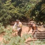 Dukung Swasembada Pangan Nasional, Bhabinkamtibmas Talang Kelapa Gerakkan Warga Air Batu   Humas Polres Banyuasin Polda Sumsel   Banyuasin – Dalam upaya mendukung program strategis pemerintah di bidang ketahanan pangan, Bhabinkamtibmas Polsek Talang Kelapa, AIPTU Rudi Santoso, menggelar kegiatan himbauan dan penggerakan masyarakat di Kelurahan Air Batu, Kecamatan Talang Kelapa, Kabupaten Banyuasin, pada Selasa (2/6/2026).  Kegiatan yang berlangsung mulai pukul 13.00 WIB hingga selesai tersebut difokuskan pada sosialisasi Program P2B (Pangan, Protein, dan Biogas) yang dicanangkan sebagai bagian dari dukungan terhadap Program Presiden RI menuju Swasembada Pangan Nasional.  AIPTU Rudi Santoso terlihat aktif berinteraksi dengan warga setempat, menghimbau serta mengajak partisipasi aktif masyarakat dalam mensukseskan program tersebut. Beliau menekankan bahwa keberhasilan swasembada pangan tidak hanya bergantung pada pemerintah dan aparat keamanan, tetapi juga membutuhkan peran serta seluruh lapisan masyarakat dari tingkat bawah.  “Ketahanan pangan adalah tanggung jawab kita bersama. Melalui program P2B, kita bisa mulai dari lingkungan sendiri, memanfaatkan lahan pekarangan, dan mengelola sumber daya lokal untuk kemandirian pangan,” ujar AIPTU Rudi Santoso.  Sepanjang kegiatan berlangsung, situasi di lokasi terpantau aman, tertib, dan kondusif. Masyarakat tampak antusias menerima sosialisasi yang disampaikan dengan pendekatan humanis oleh Bhabinkamtibmas.  Kapolsek Talang Kelapa menyampaikan kepada Kapolres Banyuasin menyampaikan bahwa kegiatan ini merupakan wujud nyata kepolisian yang tidak hanya menjaga keamanan, tetapi juga hadir sebagai mitra strategis masyarakat dalam mendukung program pembangunan nasional.