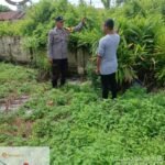 Himbauan Bhabinkamtibmas Polsek Banyuasin III: Ajak Masyarakat Sukseskan Program Swasembada Pangan Nasional   Humas Polres Banyuasin Polda Sumsel   Banyuasin – Dalam upaya mendukung program strategis Presiden Republik Indonesia di bidang ketahanan pangan, Bhabinkamtibmas Polsek Banyuasin III, Aipda Fadeli, menggelar kegiatan himbauan dan penggerakan masyarakat pada Jumat (5/6/2026) siang.  Kegiatan yang berlangsung di Kelurahan Pangkalan Balai, Kecamatan Banyuasin III, Kabupaten Banyuasin tersebut dimulai pukul 13.30 WIB hingga selesai. Aipda Fadeli dengan penuh semangat menyampaikan pesan-pesan kamtibmas sekaligus mengajak warga untuk berpartisipasi aktif dalam Program P2B (Pangan, Peternakan, dan Perkebunan) yang merupakan bagian dari upaya mewujudkan Swasembada Pangan Nasional.  Dalam himbauannya, Aipda Fadeli menekankan pentingnya kemandirian pangan mulai dari tingkat keluarga dan lingkungan RT/RW. Ia juga mengajak para petani, kelompok tani, serta warga kelurahan untuk mengoptimalkan lahan pekarangan dan lahan tidur guna menanam komoditas pangan strategis seperti padi, jagung, cabai, dan bawang.  “Kita semua memiliki peran penting. Jika masyarakat bergerak bersama-sama, cita-cita Presiden untuk mewujudkan swasembada pangan bukanlah hal yang mustahil. Mari kita manfaatkan setiap jengkal tanah yang ada untuk ditanami tanaman produktif,” ujar Aipda Fadeli di hadapan warga yang menyambut antusias.  Kapolsek Banyuasin III melalui laporan tertulisnya kepada Kapolres Banyuasin menyampaikan bahwa selama kegiatan berlangsung, situasi di Kelurahan Pangkalan Balai terpantau aman dan kondusif. Warga terlihat kooperatif dan memberikan respons positif terhadap ajakan tersebut.  “Kami terus menginstruksikan seluruh jajaran Bhabinkamtibmas untuk secara aktif menyosialisasikan program-program nasional yang bersentuhan langsung dengan kesejahteraan rakyat. Program swasembada pangan ini harus kita kawal bersama,”ujar Kapolsek Banyuasin III  Kegiatan ini merupakan bukti nyata sinergitas antara kepolisian sektor dan masyarakat dalam mendukung kebijakan pemerintah pusat demi terciptanya ketahanan pangan nasional yang berkelanjutan.