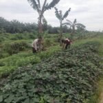 Bhabinkamtibmas Polsek Tungkal Ilir Ajak Warga Dukung Swasembada Pangan di Desa Bumi Serdang
