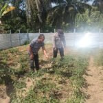 BHABINKAMTIBMAS POLSEK BETUNG DORONG WARGA DUKUNG PROGRAM SWASEMBADA PANGAN MELALUI P2B  Humas Polres Banyuasin Polda Sumsel  Banyuasin – Bhabinkamtibmas Polsek Betung terus aktif mengajak masyarakat berpartisipasi dalam Program Pekarangan Pangan Bergizi (P2B) sebagai bentuk dukungan terhadap program swasembada pangan nasional yang dicanangkan Presiden Republik Indonesia.  Kegiatan tersebut dilaksanakan oleh Bhabinkamtibmas Desa Taja Raya II, Bripka Fredy Kapisah, di Desa Taja Raya II, Kecamatan Betung, Kabupaten Banyuasin, Sabtu (18/7/2026) pukul 13.00 WIB.  Dalam kesempatan tersebut, Bripka Fredy Kapisah memberikan imbauan sekaligus mengajak masyarakat untuk memanfaatkan pekarangan rumah sebagai lahan produktif dengan menanam berbagai tanaman pangan. Langkah ini diharapkan dapat membantu memenuhi kebutuhan pangan keluarga sekaligus memperkuat ketahanan pangan di tingkat desa.  Kapolsek Betung melalui Kasi Humas Polres Banyuasin IPTU Abu Bakar, S.H., menyampaikan bahwa peran Bhabinkamtibmas tidak hanya menjaga keamanan dan ketertiban masyarakat, tetapi juga mendukung berbagai program pemerintah yang memberikan manfaat langsung bagi masyarakat.  “Melalui kegiatan ini, kami berharap masyarakat semakin termotivasi memanfaatkan pekarangan yang dimiliki menjadi lahan produktif. Selain mendukung swasembada pangan nasional, kegiatan ini juga dapat meningkatkan kemandirian dan kesejahteraan masyarakat,” ujar IPTU Abu Bakar.  Kegiatan berlangsung dengan aman dan kondusif serta mendapat sambutan positif dari masyarakat yang berkomitmen mendukung Program Pekarangan Pangan Bergizi di lingkungan masing-masing.
