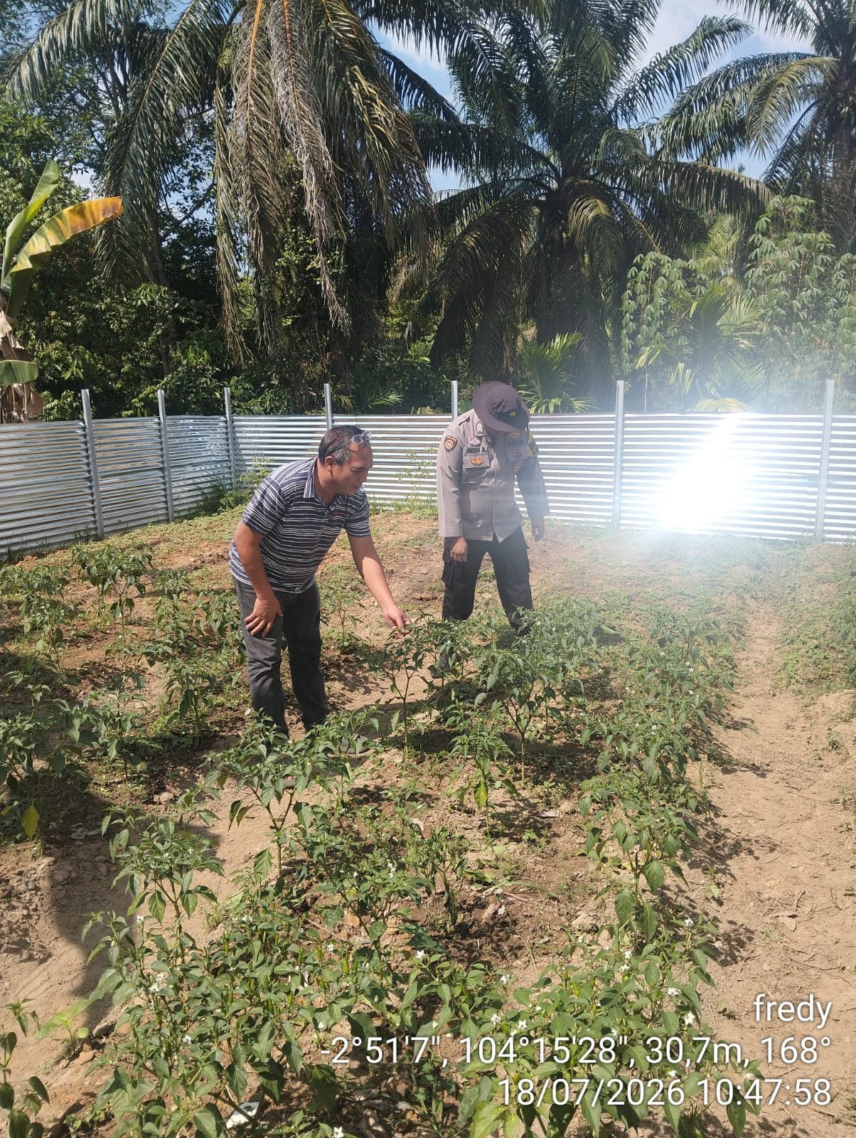 BHABINKAMTIBMAS POLSEK BETUNG DORONG WARGA DUKUNG PROGRAM SWASEMBADA PANGAN MELALUI P2B Humas Polres Banyuasin Polda Sumsel Banyuasin – Bhabinkamtibmas Polsek Betung terus aktif mengajak masyarakat berpartisipasi dalam Program Pekarangan Pangan Bergizi (P2B) sebagai bentuk dukungan terhadap program swasembada pangan nasional yang dicanangkan Presiden Republik Indonesia. Kegiatan tersebut dilaksanakan oleh Bhabinkamtibmas Desa Taja Raya II, Bripka Fredy Kapisah, di Desa Taja Raya II, Kecamatan Betung, Kabupaten Banyuasin, Sabtu (18/7/2026) pukul 13.00 WIB. Dalam kesempatan tersebut, Bripka Fredy Kapisah memberikan imbauan sekaligus mengajak masyarakat untuk memanfaatkan pekarangan rumah sebagai lahan produktif dengan menanam berbagai tanaman pangan. Langkah ini diharapkan dapat membantu memenuhi kebutuhan pangan keluarga sekaligus memperkuat ketahanan pangan di tingkat desa. Kapolsek Betung melalui Kasi Humas Polres Banyuasin IPTU Abu Bakar, S.H., menyampaikan bahwa peran Bhabinkamtibmas tidak hanya menjaga keamanan dan ketertiban masyarakat, tetapi juga mendukung berbagai program pemerintah yang memberikan manfaat langsung bagi masyarakat. “Melalui kegiatan ini, kami berharap masyarakat semakin termotivasi memanfaatkan pekarangan yang dimiliki menjadi lahan produktif. Selain mendukung swasembada pangan nasional, kegiatan ini juga dapat meningkatkan kemandirian dan kesejahteraan masyarakat,” ujar IPTU Abu Bakar. Kegiatan berlangsung dengan aman dan kondusif serta mendapat sambutan positif dari masyarakat yang berkomitmen mendukung Program Pekarangan Pangan Bergizi di lingkungan masing-masing.