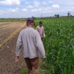 ​Dukung Program Asta Cita, Bhabinkamtibmas Polsek Rowokangkung Ajak Warga Optimalkan Sektor Pertanian ​
