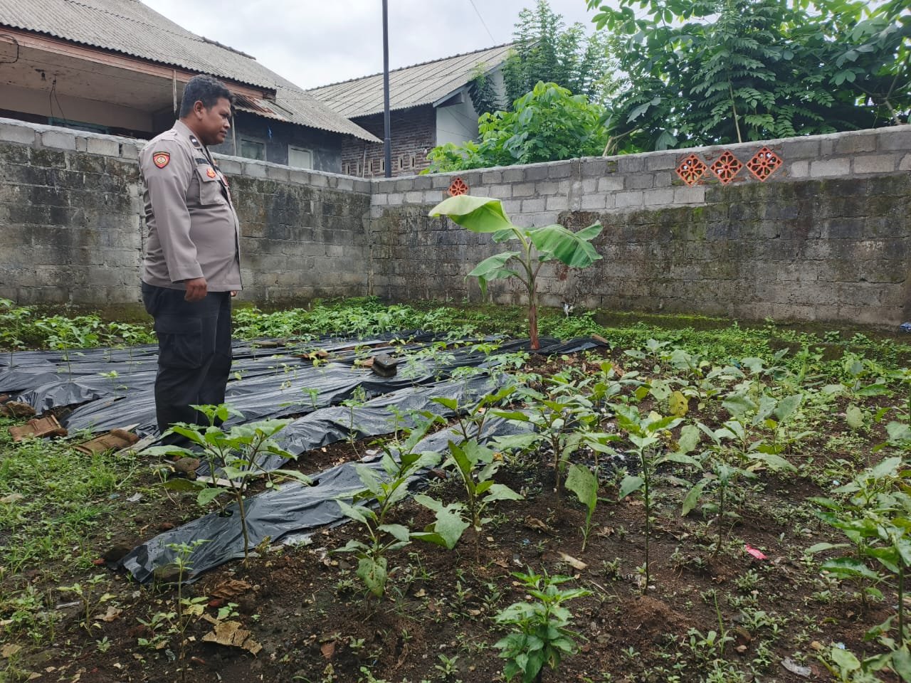 Bhabinkamtibmas Polsek Gucialit Aktif Dukung Ketahanan Pangan Nasional