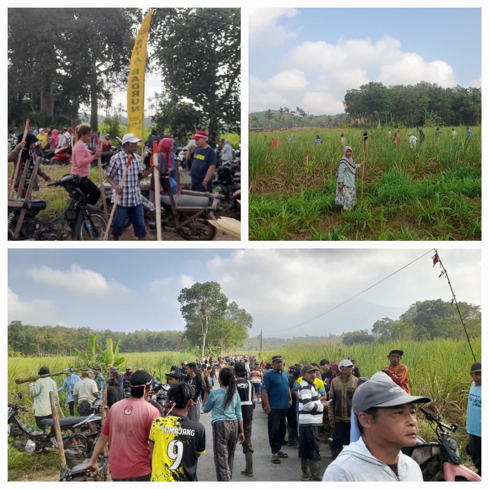 📰 Patok Dipasang & Pohon Pisang Ditanam, Ratusan Warga 3 Desa Padat ke Lahan PT Kalijeruk Baru: Cabut Izin HGU, Kembalikan Tanah!